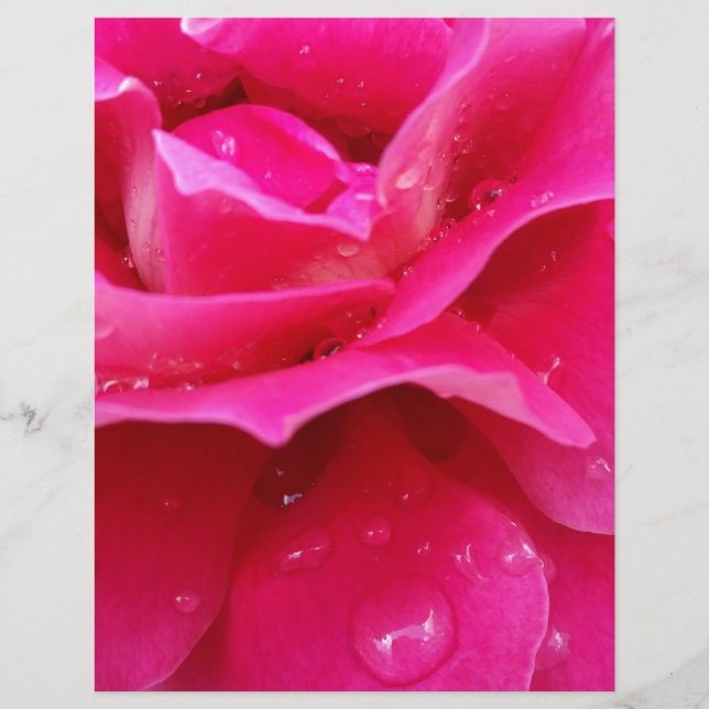 rosa ros petals (Framsida)