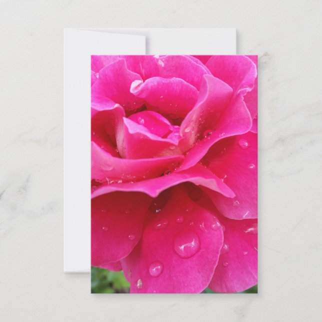 rosa ros petals (Framsida)