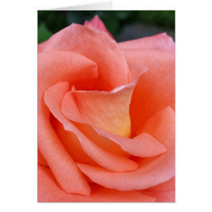 rosa ros petals hälsningskort