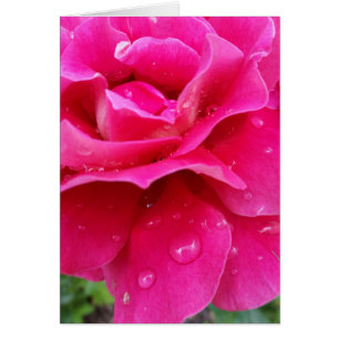 rosa ros petals hälsningskort