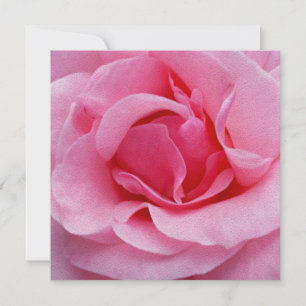 Rosa ros petals inbjudningar