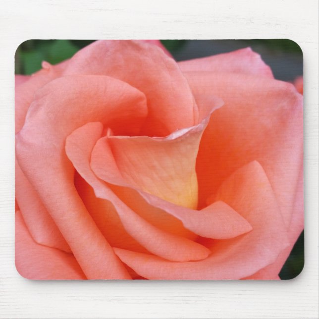 rosa ros petals musmatta (Framsidan)