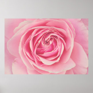 Rosa ros Petals Poster
