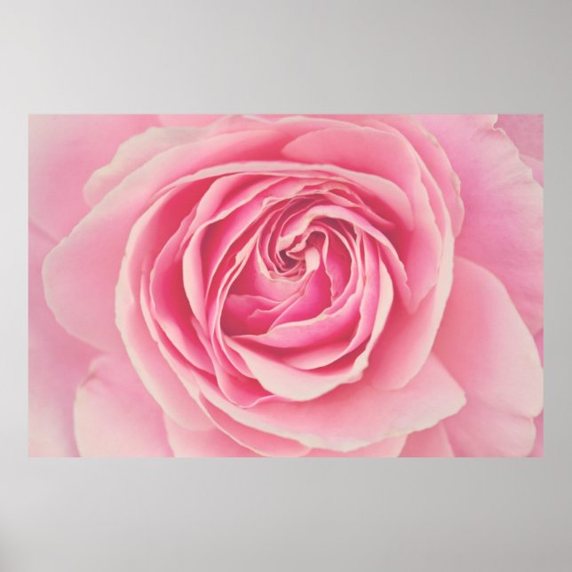 Rosa ros Petals Poster (Framsidan)
