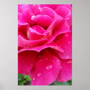 rosa ros petals poster