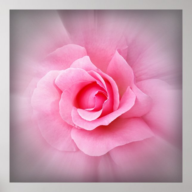 Rosa ros petals poster (Framsidan)