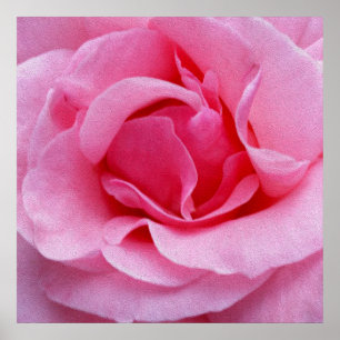 Rosa ros petals poster