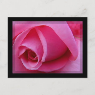 Rosa ros Petals Vykort