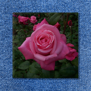 Rosa ros Photo Knapp