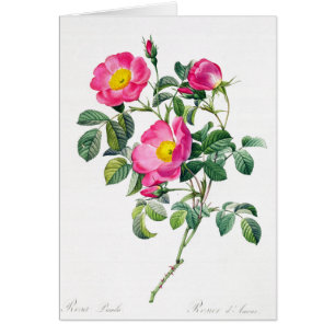 Rosa ros Pierre-Joseph Redoute Greeting Card Hälsningskort