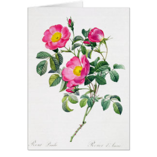 Rosa ros Pierre-Joseph Redoute Greeting Card Hälsningskort