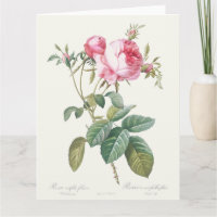 Rosa ros Pierre-Joseph Redoute Greeting Card