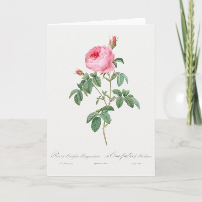 Rosa ros Pierre-Joseph Redoute Greeting Card Kort (Framsida)
