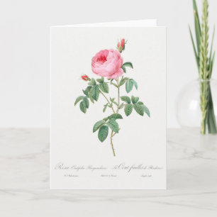 Rosa ros Pierre-Joseph Redoute Greeting Card Kort