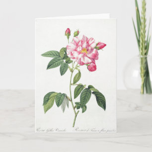 Rosa ros Pierre-Joseph Redoute Greeting Card Kort