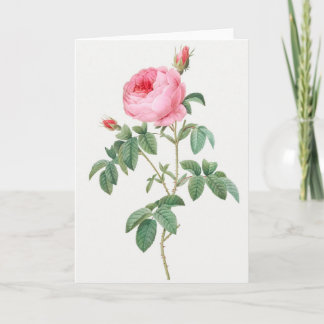 Rosa ros Pierre-Joseph Redoute Greeting Card Kort