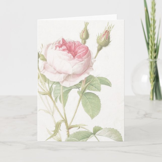 Rosa ros Pierre-Joseph Redoute Greeting Card Kort (Framsida)