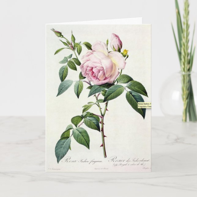 Rosa ros Pierre-Joseph Redoute Greeting Card Kort (Framsida)