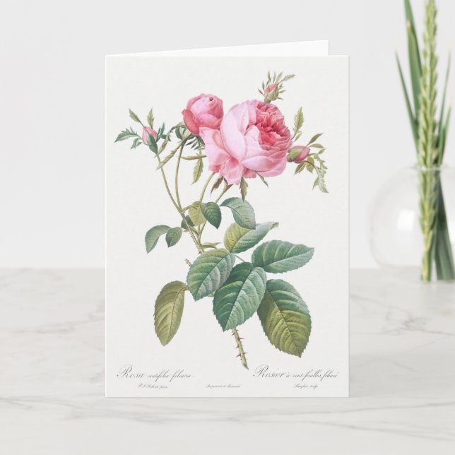 Rosa ros Pierre-Joseph Redoute Greeting Card Kort (Framsida)