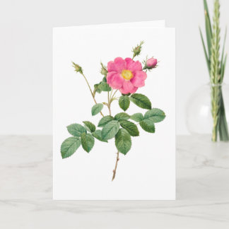 Rosa ros Pierre-Joseph Redoute Greeting Card Kort