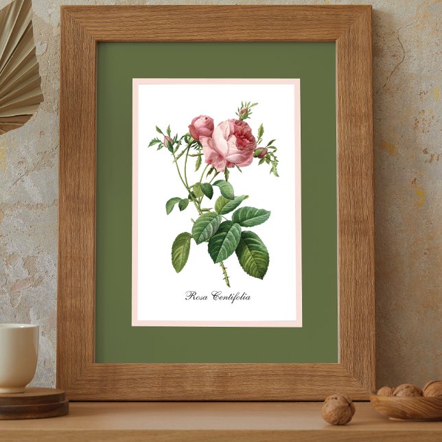 Rosa ros Pierre Redoute Botanical Poster (Skapare uppladdad)