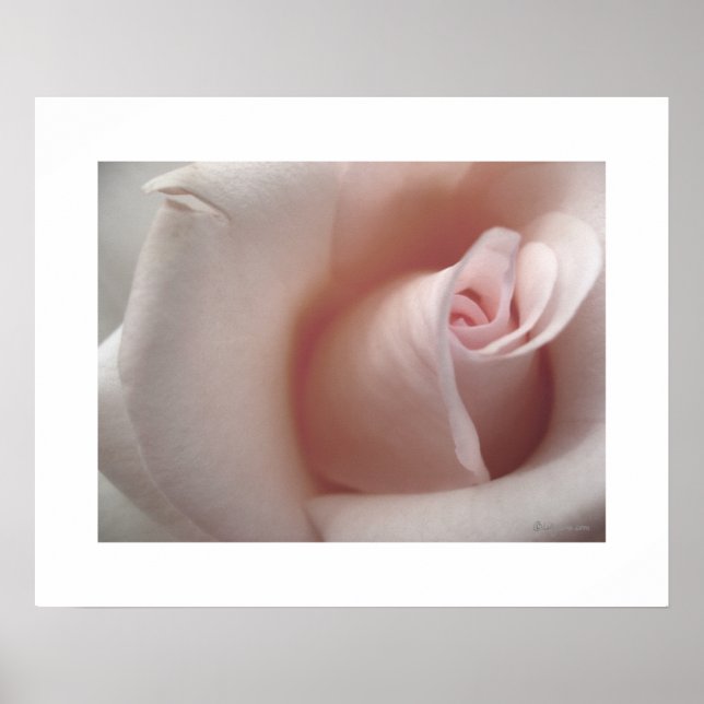 Rosa ros Poster (Framsidan)