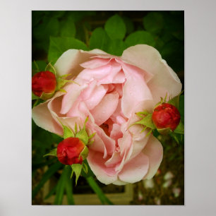 Rosa ros poster