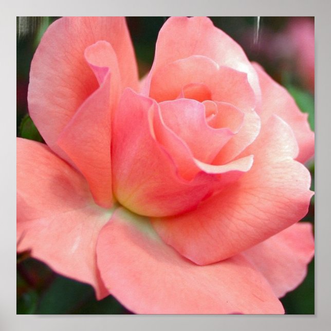 Rosa ros Poster (Framsidan)