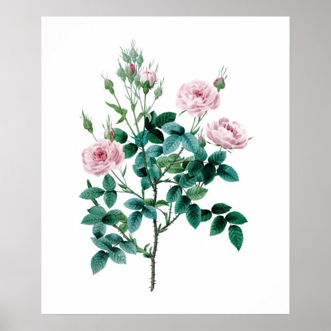 Rosa ros poster (Framsidan)