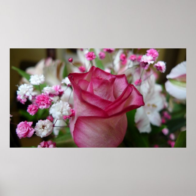 Rosa ros poster (Framsidan)