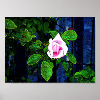 Rosa ros poster