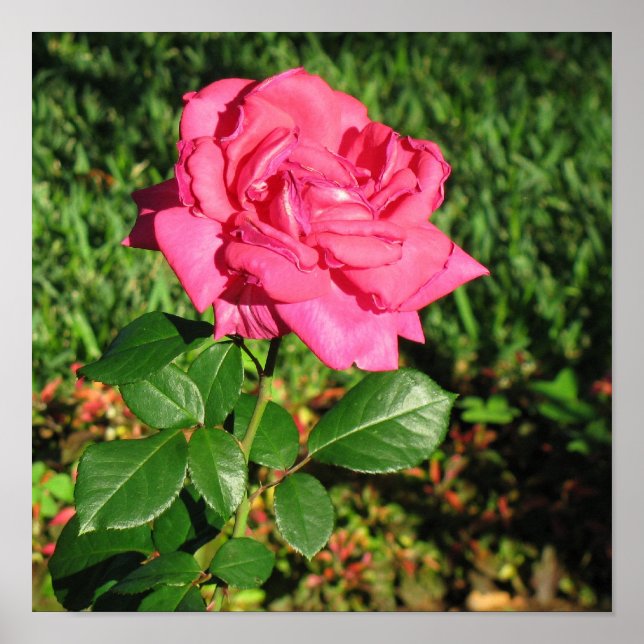 Rosa ros poster (Framsidan)