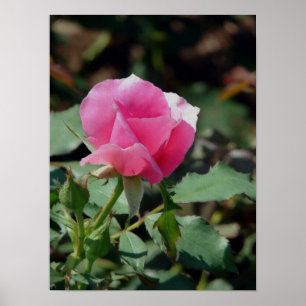 Rosa ros poster