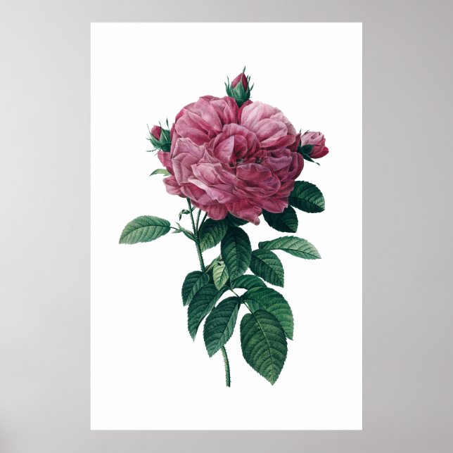 Rosa ros poster (Framsidan)