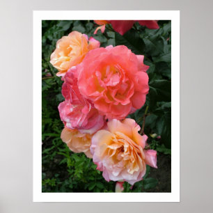 Rosa ros Poster