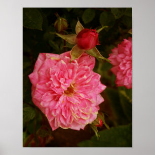 Rosa ros poster