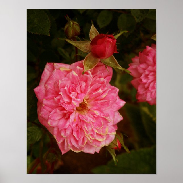 Rosa ros poster (Framsidan)