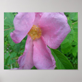 Rosa ros poster