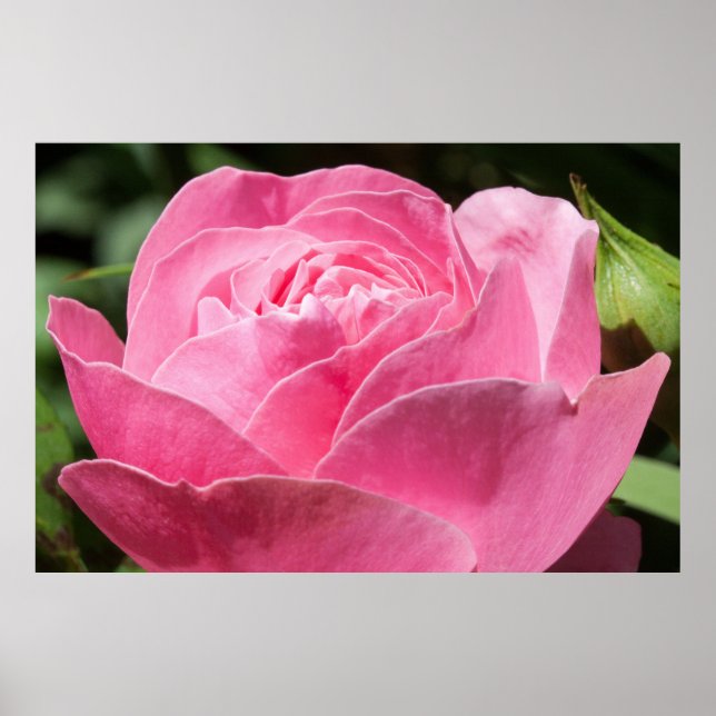 Rosa ros poster (Framsidan)