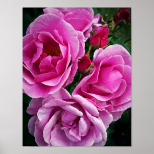Rosa ros poster