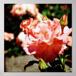 Rosa ros poster