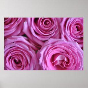 Rosa ros poster