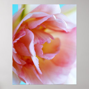 Rosa ros poster
