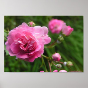 Rosa ros Poster