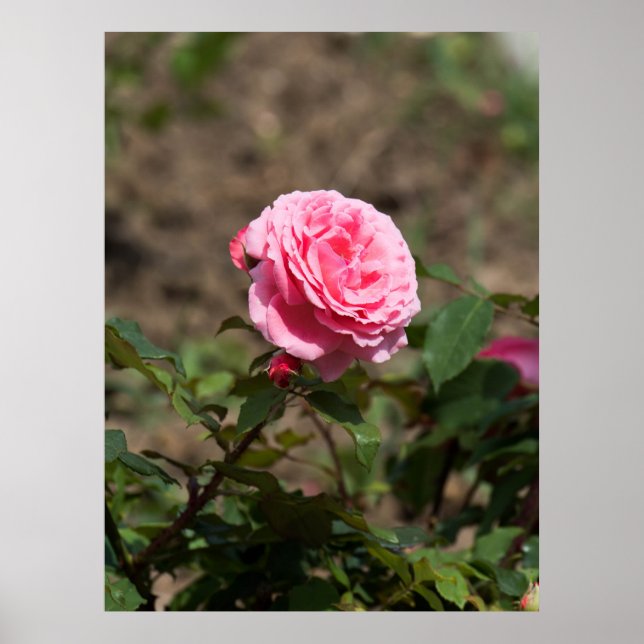 Rosa ros poster (Framsidan)