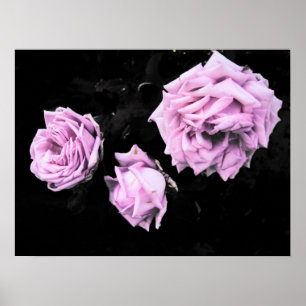 rosa ros poster