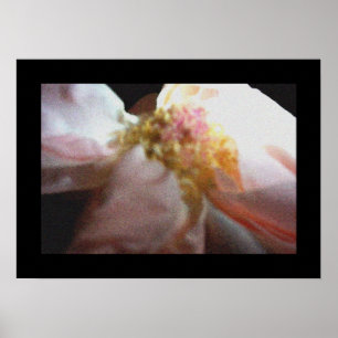 Rosa ros poster