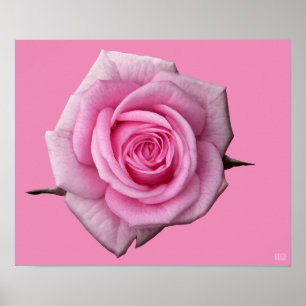 Rosa ros Poster utskrift av vackert färgtonsutskri