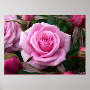 Rosa ros Poster utskrift av vackert färgtonsutskri