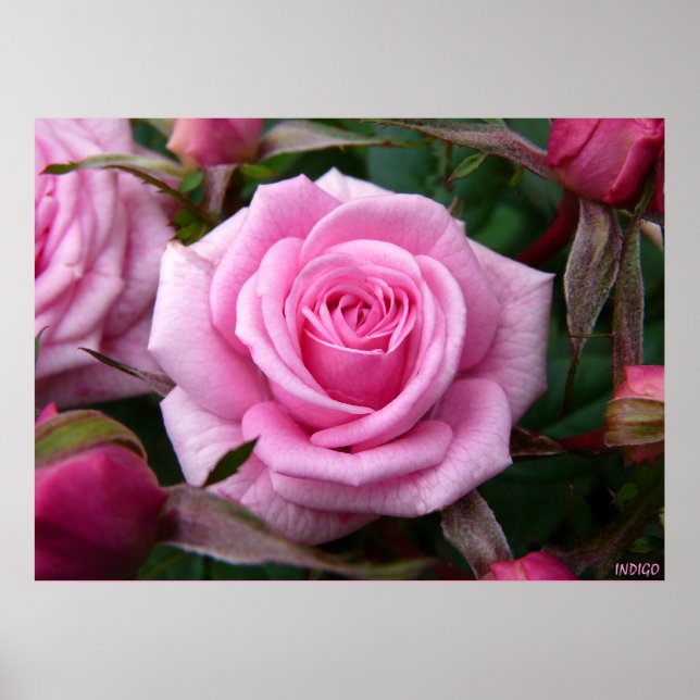 Rosa ros Poster utskrift av vackert färgtonsutskri (Framsidan)